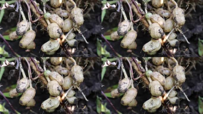 新鲜带泥花生 花生收获 花生采摘花生成熟