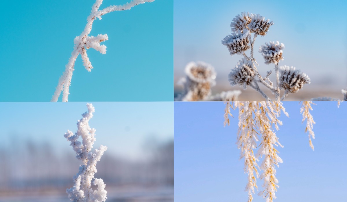 冬天的雾凇 冰霜 植物冻霜 唯美冬天植物