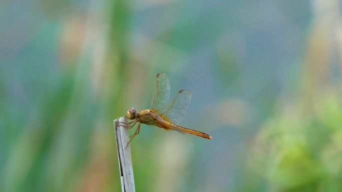 春天、自然、植物、蜻蜓、绿植空镜