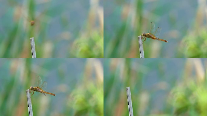 春天、自然、植物、蜻蜓、绿植空镜