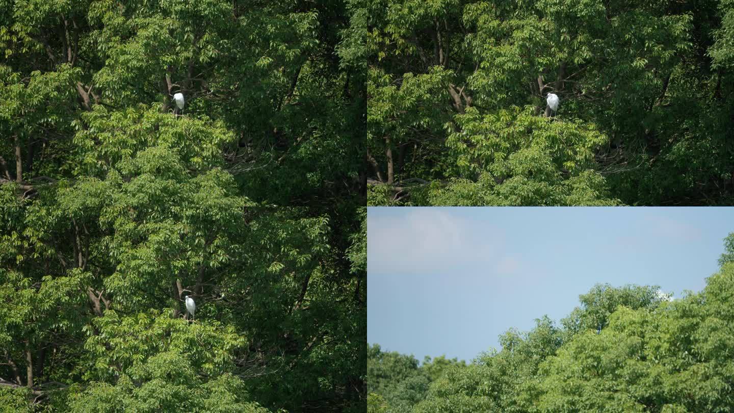 春天、自然、植物、公园、绿植空镜