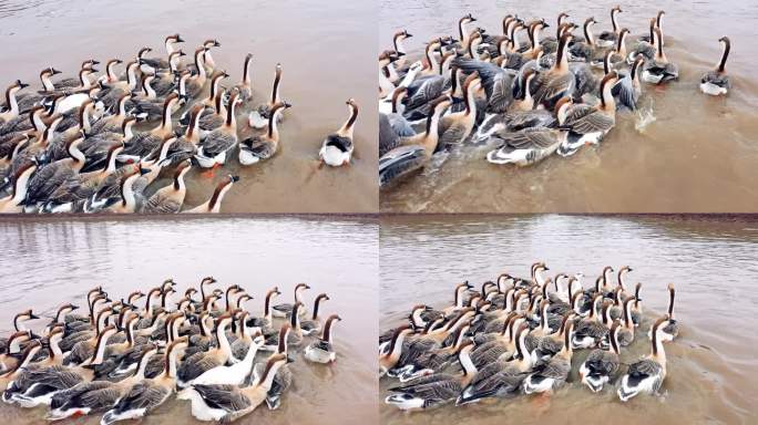 湖水中的鹅群