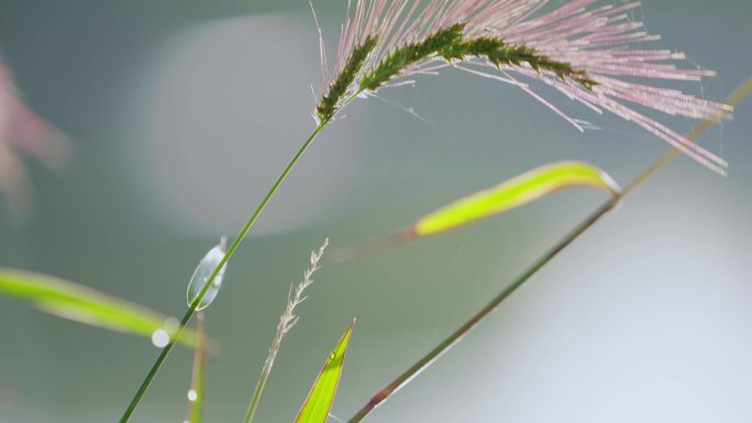 春天、自然、植物、绿植空镜