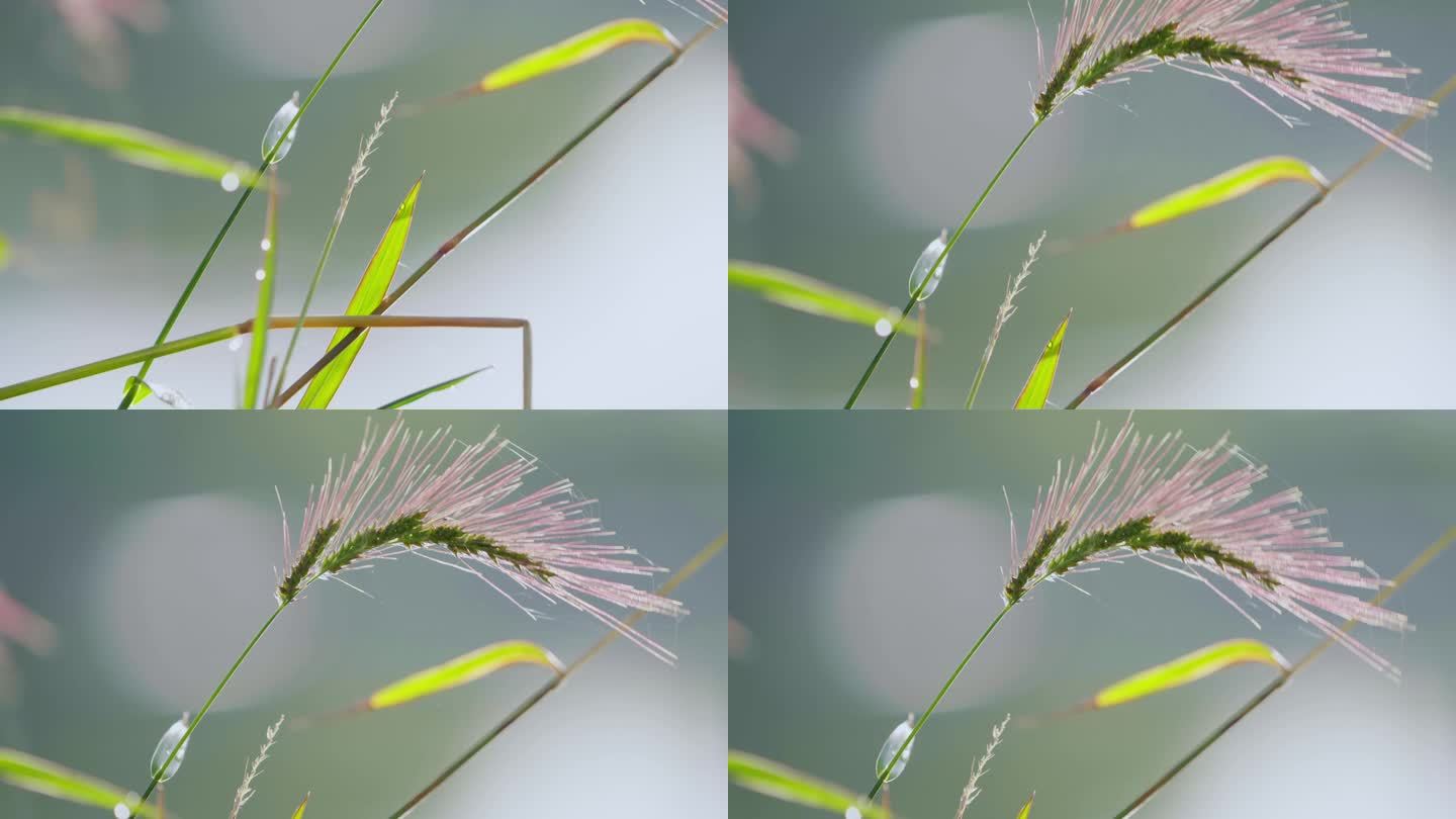 春天、自然、植物、绿植空镜