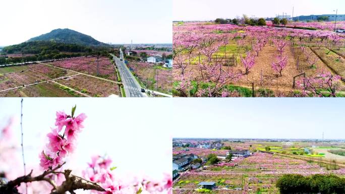 阳山桃花，无锡阳山航拍，桃花特写，桃花