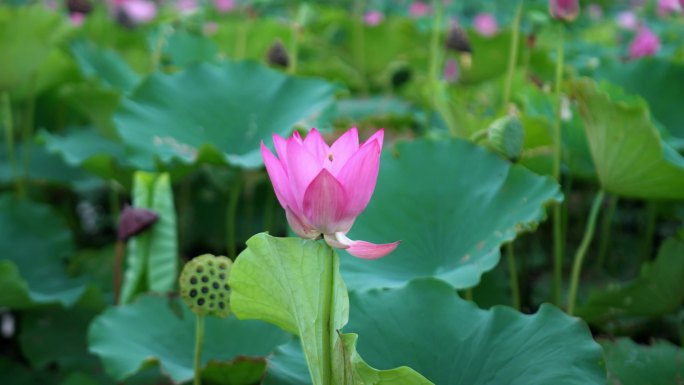 春天、自然、植物、公园、绿植空镜