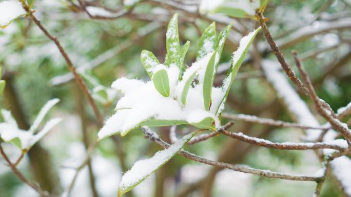 公园下雪空境