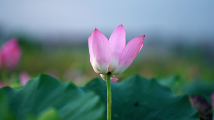 春天、自然、植物、公园、绿植空镜