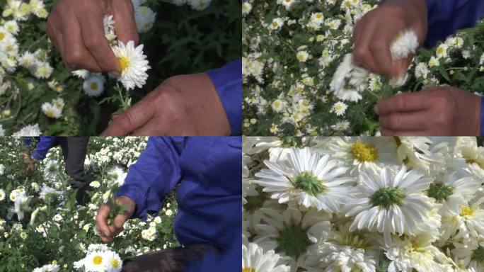 滁菊 人工采摘 菊花茶