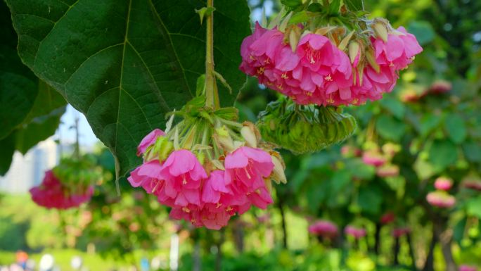 非洲芙蓉花蜜蜂