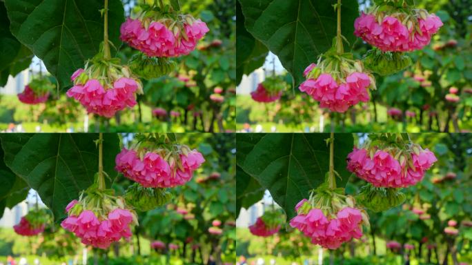 非洲芙蓉花蜜蜂