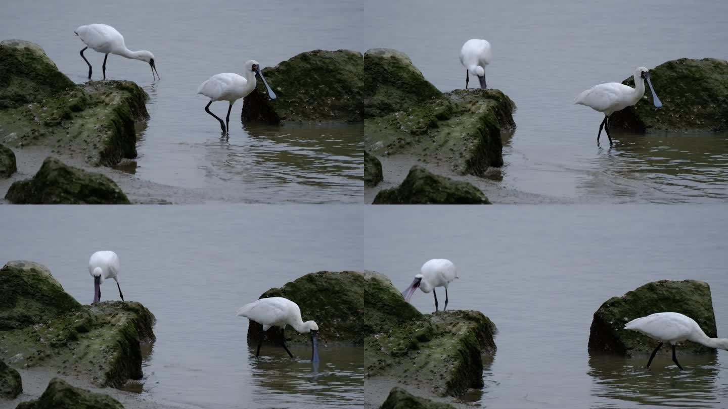 黑脸琵鹭