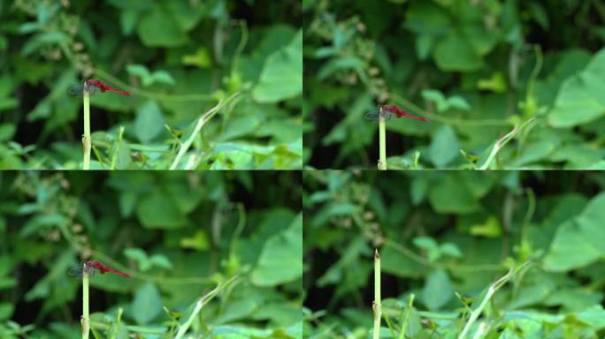 春天、自然、植物、蜻蜓、绿植空镜