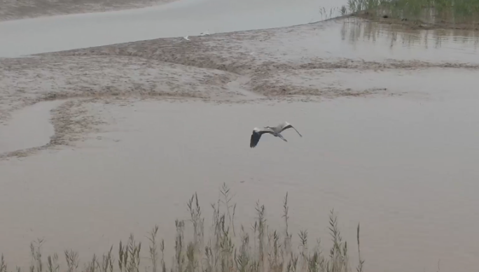 黄河入海口水面湿地候鸟飞行高清航拍