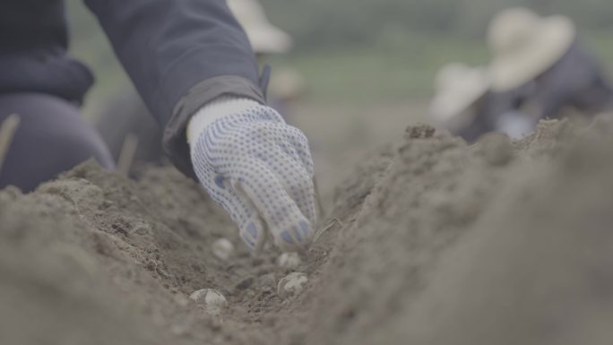 中药 太白贝母 种植