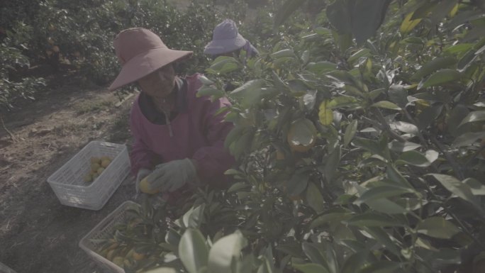果农在果园中采摘橙子