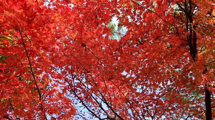 实拍秋天唯美枫叶