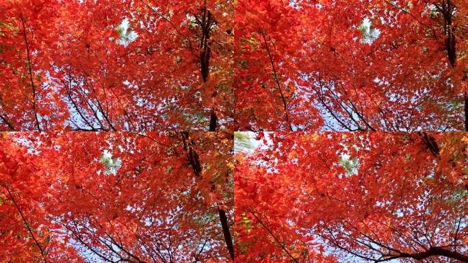 实拍秋天唯美枫叶