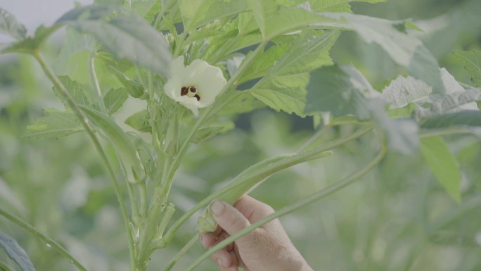 秋葵种植采摘收获