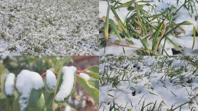 雪后小麦 冬小麦越冬小麦下雪后雪景