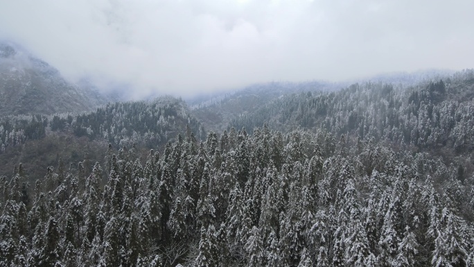森林雪景航拍视频素材