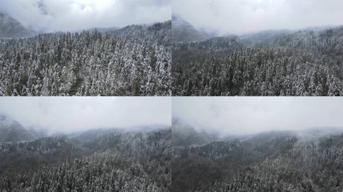 森林雪景航拍视频素材