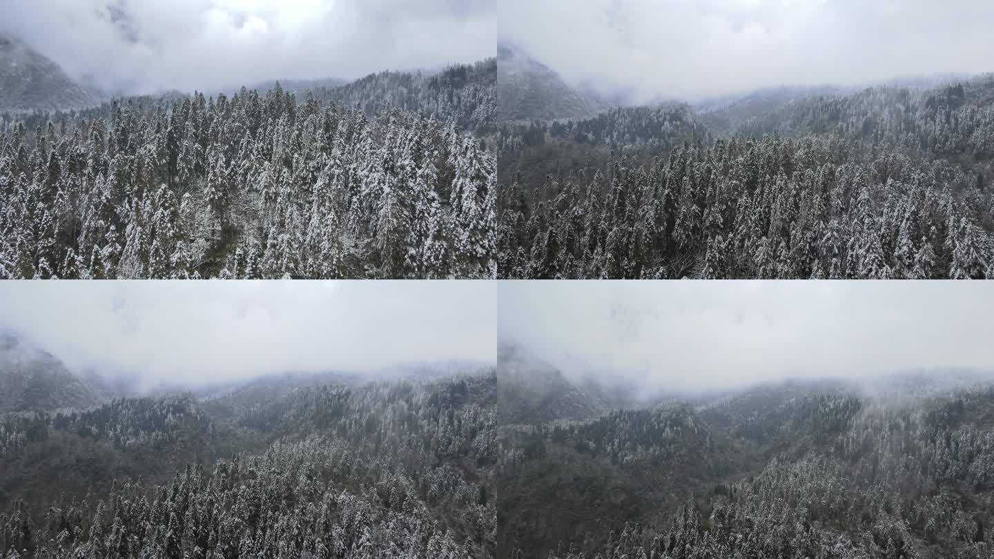 森林雪景航拍视频素材