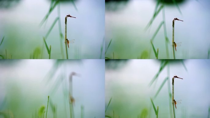 春天、自然、植物、公园、绿植空镜