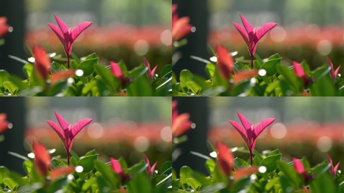 春天、自然、植物、绿植空镜