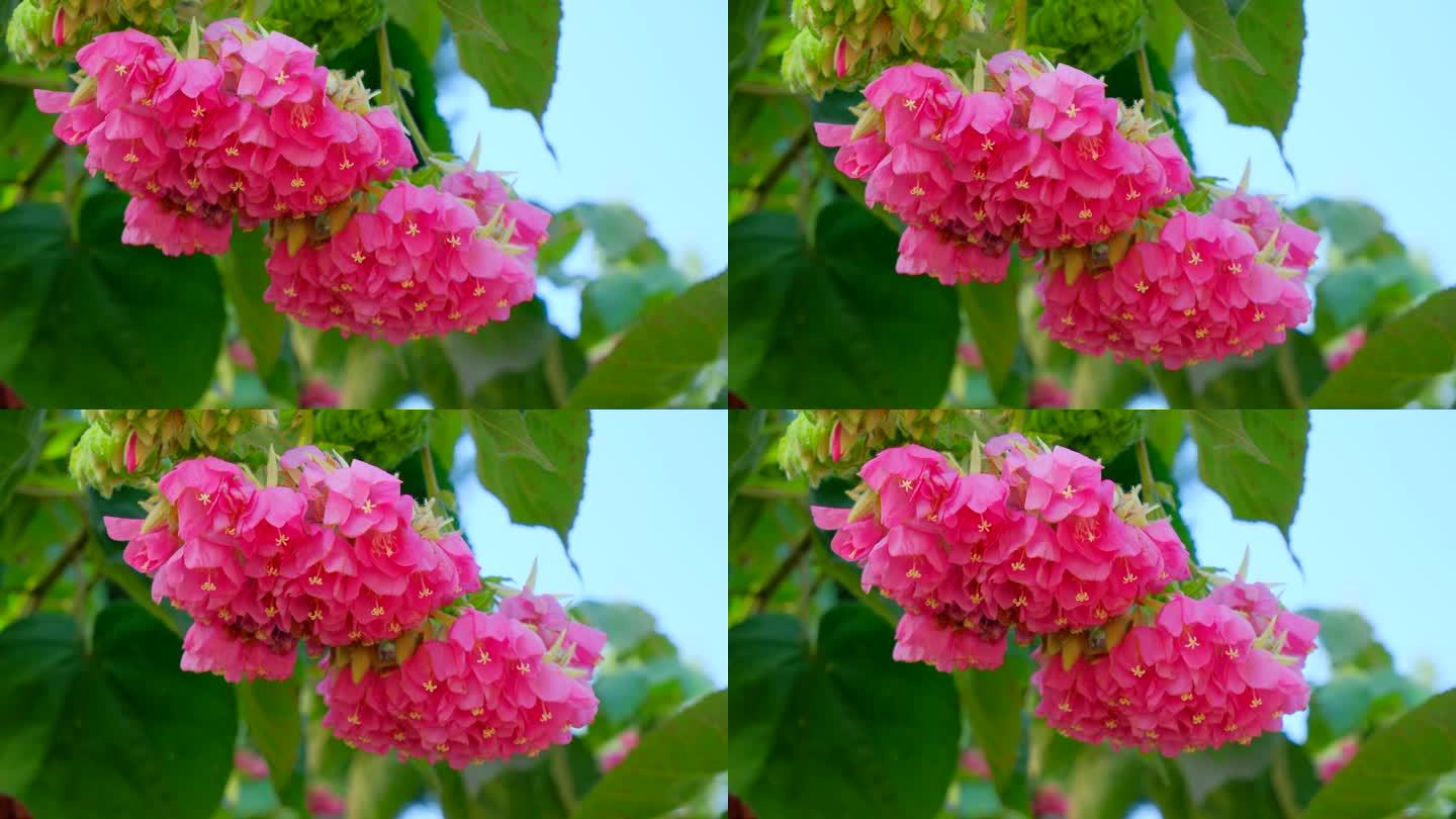 非洲芙蓉花蜜蜂