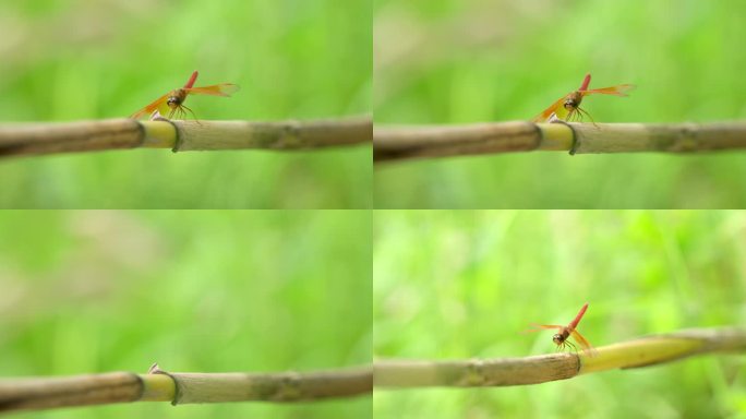 春天、自然、植物、绿植空镜