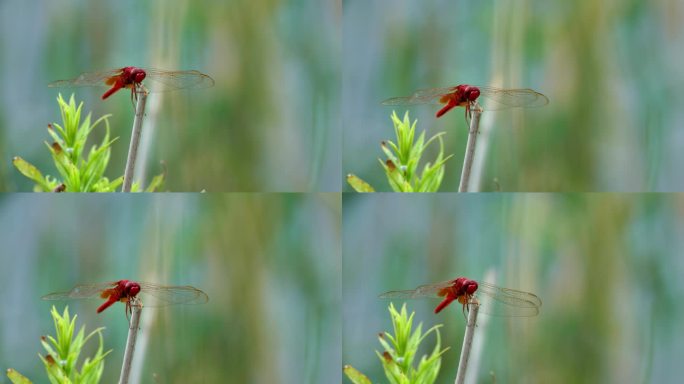 春天、自然、植物、蜻蜓、绿植空镜