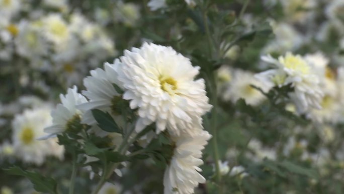 滁菊 花朵盛开 菊花茶