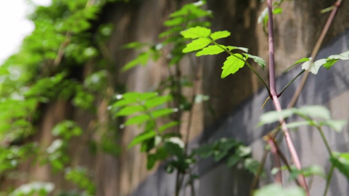 武汉伟英里 植物空境 窗台 复古