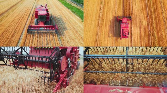 乡村振兴西新农业小麦收割