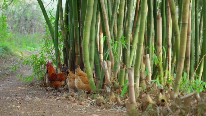 农村竹林下鸡群丨4K丨原创实拍