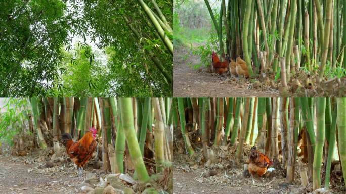 农村竹林下鸡群丨4K丨原创实拍
