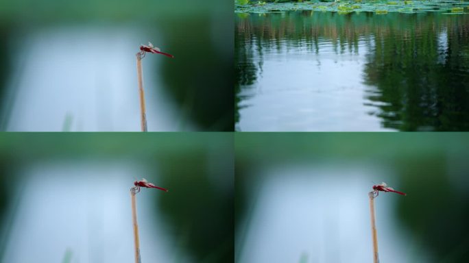 春天、自然、植物、公园、绿植空镜