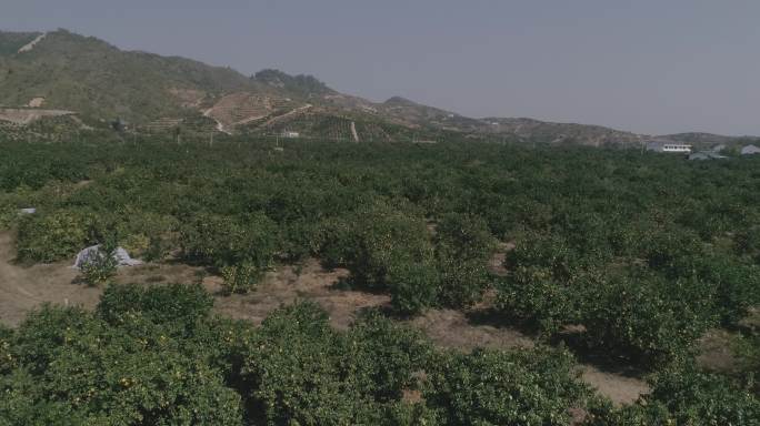 山区中的脐橙果园