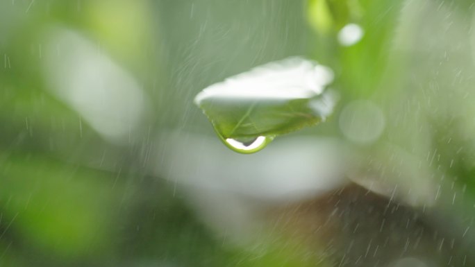 茶园_采茶_雨露_茶叶