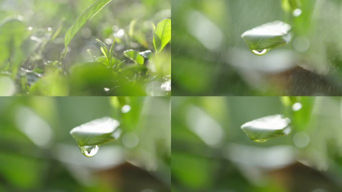 茶园_采茶_雨露_茶叶