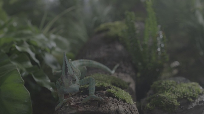 棚拍变色龙蜥蜴在热带雨林中爬行近景特写