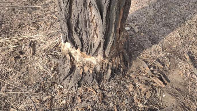 砍伐 树木 树木剥皮 树根 干枯树木