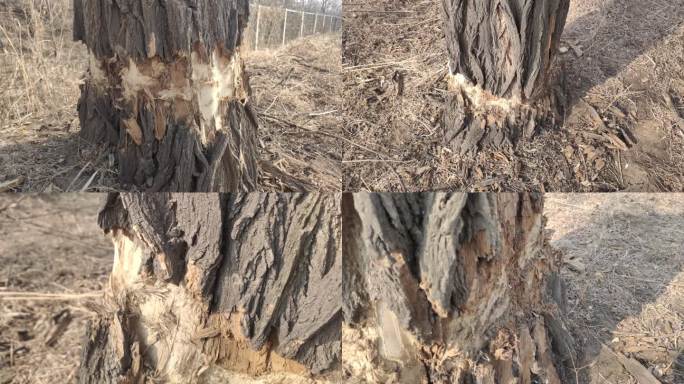 砍伐 树木 树木剥皮 树根 干枯树木