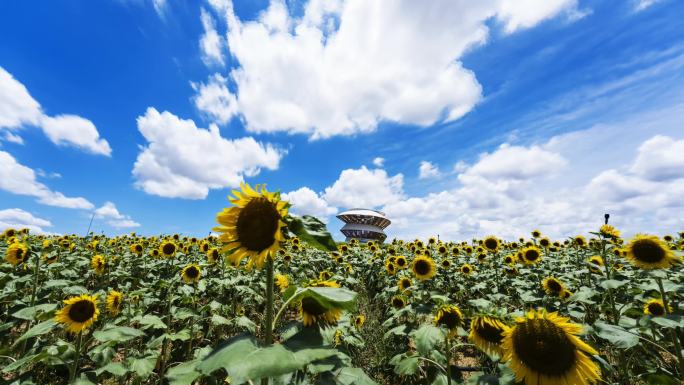 4K实拍夏天向日葵延时蓝天白云