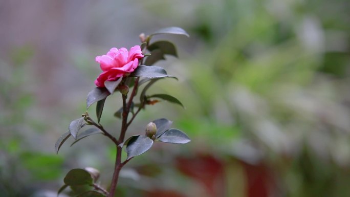 武汉同安里 老城区 植物空境 烟火气生活