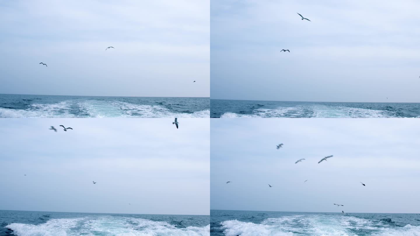 海景 出海 钓鱼 渔船 航拍 快艇 海鸟