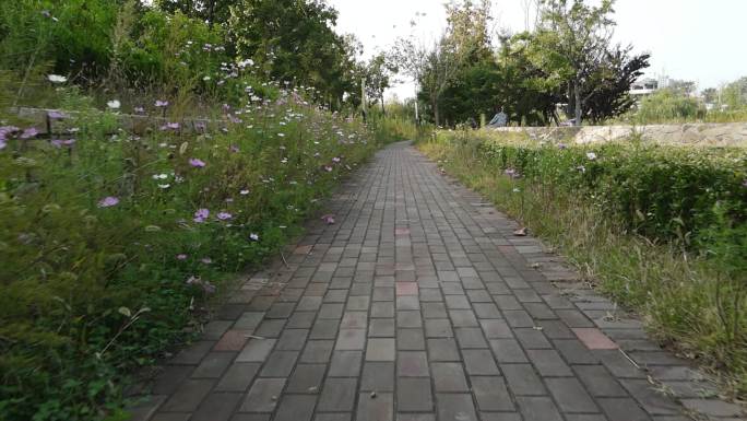 鲜花花朵人行步道小区绿化