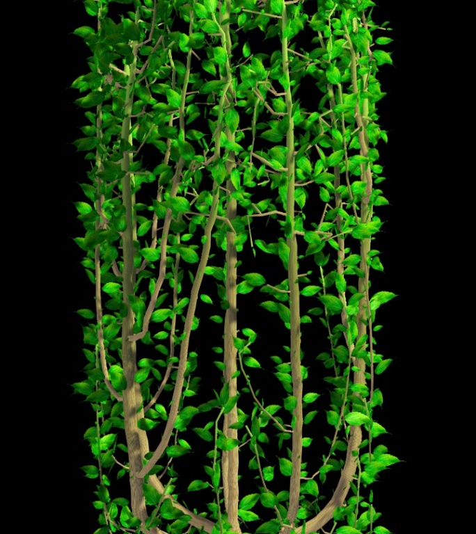 绿色藤蔓植物生长