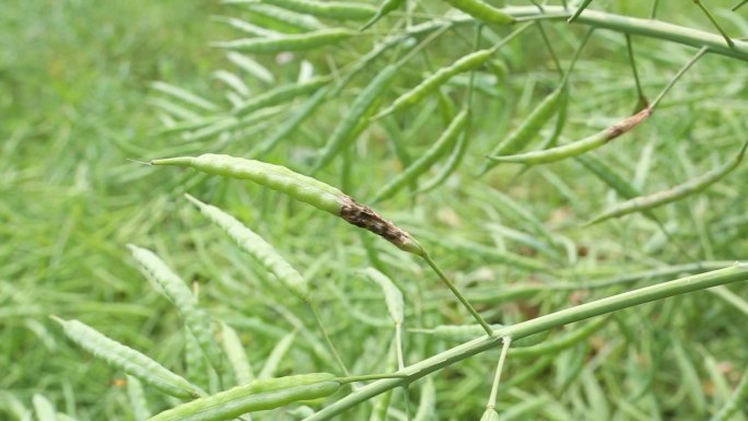 油菜假黑斑病 病害 危害果实